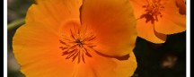 apartment for rent in denver: flowers