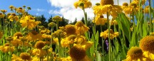 apartments denver: flowers2