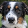 Company Near Denver Apts Makes Bionic Legs for Puppy apts denver: doggy
