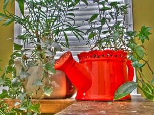apts denver: house plants