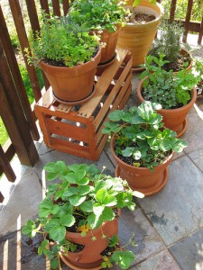 apts denver: container garden