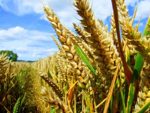 apts denver: wheat