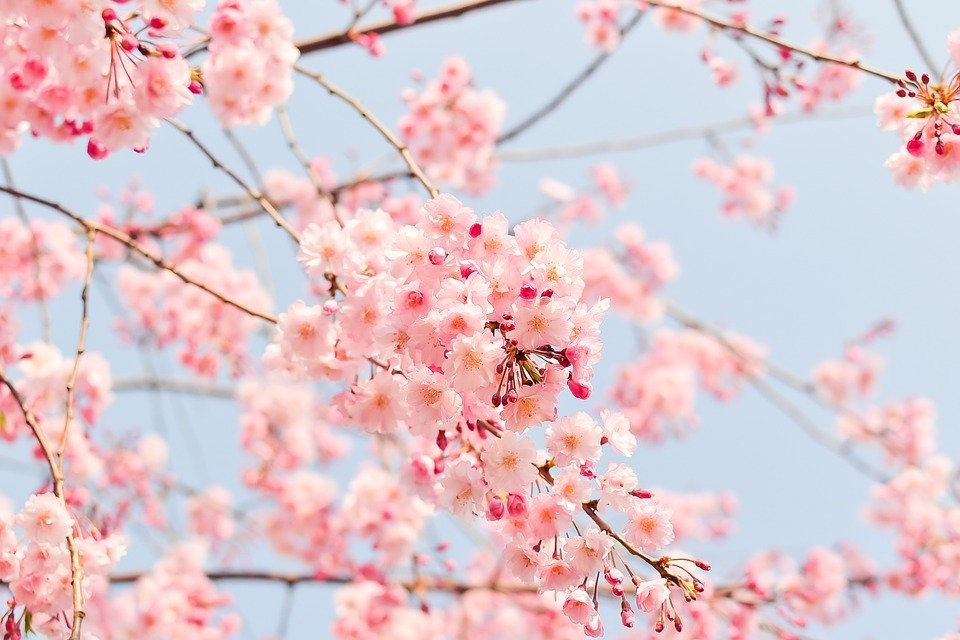 Cherry Tree, Flowering Tree, Blooming, Pink, Flowers