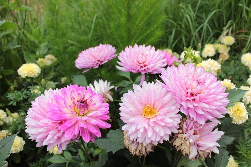 Pink, Pink Flowers, Flowers, Botanical Gardens, Denver